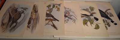 John Goulds Pigeons