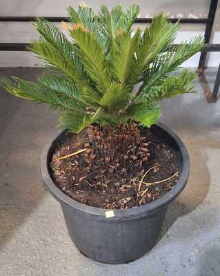 Potted Cycad