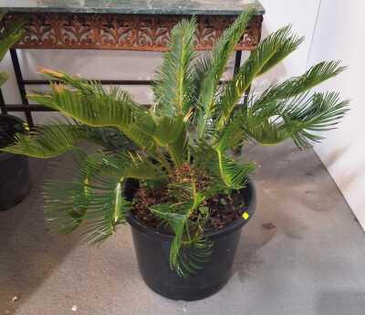 Potted Cycad