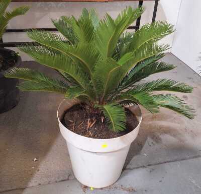 Potted Cycad