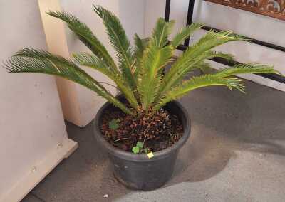Potted Cycad