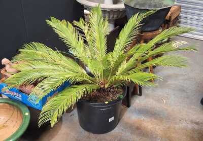 Potted Cycad