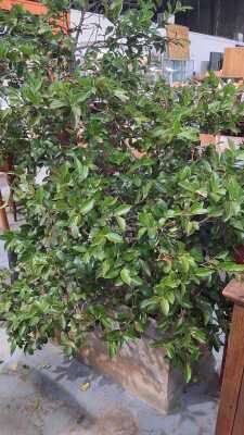 Potted Lilly