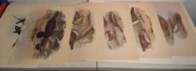 John Gould Prints
