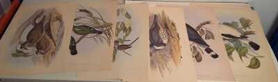 John Goulds Pigeons