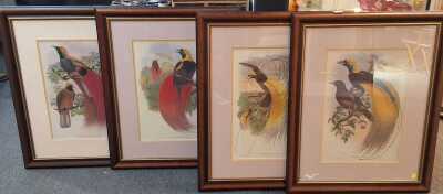 Birds Of Paradise Prints
