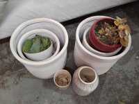 POTS AND PLANTERS - 2