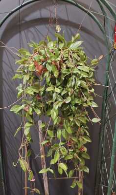 Hanging Plant