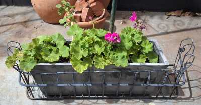 Potted Geraniums