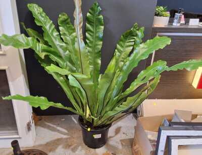Birds Nest Fern