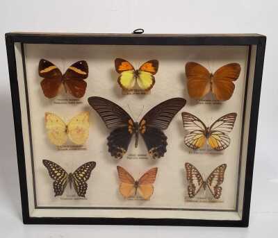 Framed Butterflies