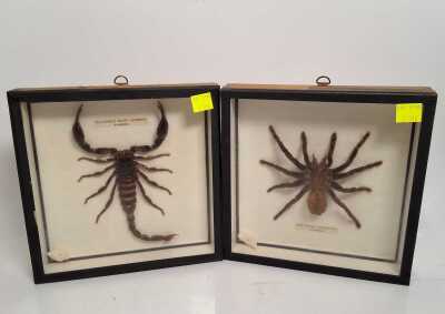 Framed Arachnids
