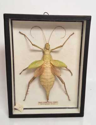 Malayan Jungle Nymph