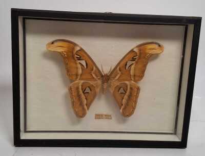 Atlas Moth