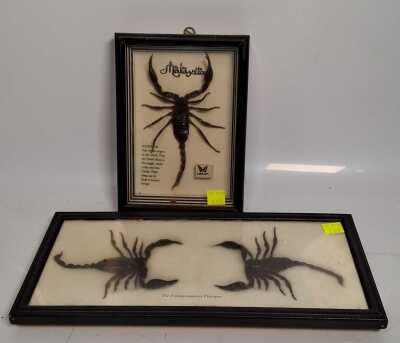 Framed Scorpions