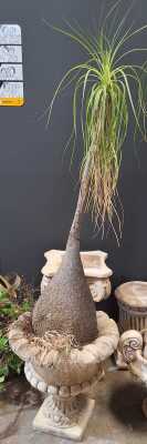 Potted Ponytail Palm