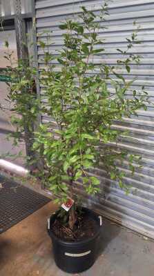 Pomegranate Tree