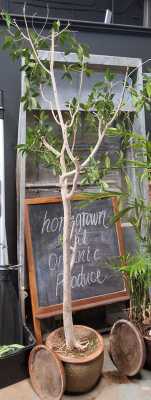 498 · POTTED FICUS