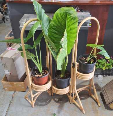 Plant Lot