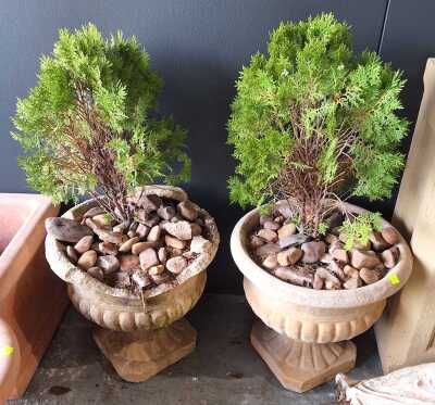 Potted Conifers