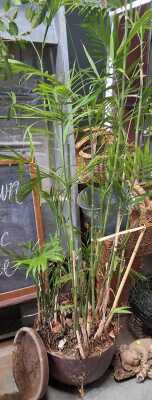 Potted Bamboo Palm