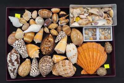 Shells