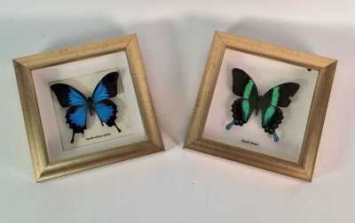 Framed Butterflies