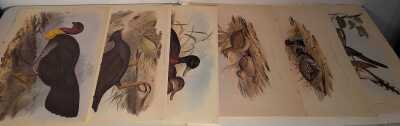 John Gould Prints