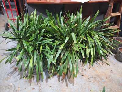 POTTED CLIVIAS