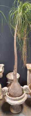 Potted Ponytail Palm