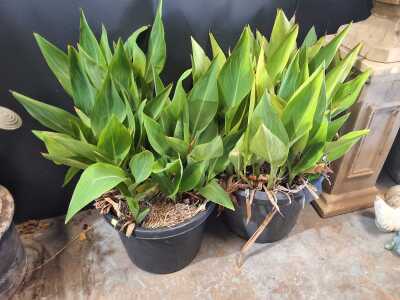 POT PLANTS