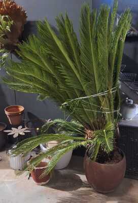 POTTED PALM