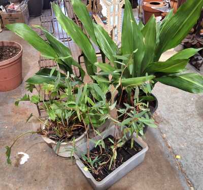 PLANTS
