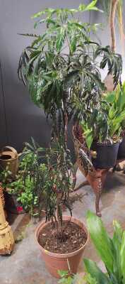 ELEGANTISSIMA PLANT