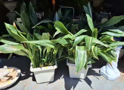 PEACE LILLIES