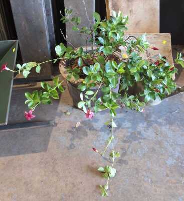 POTTED MANDEVILLA