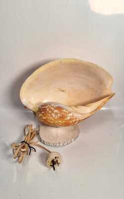Shell Lamp