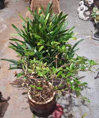 Potted Plants