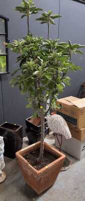 Apple Tree