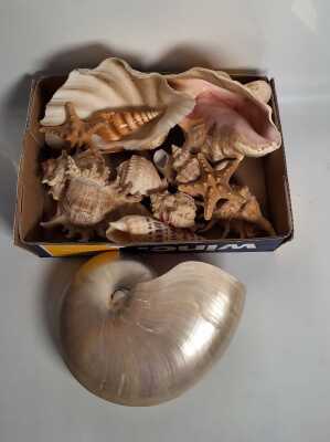 Seashells