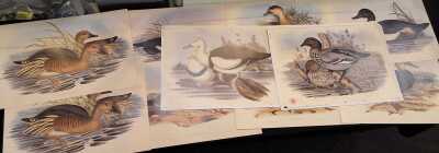 Goulds Ducks