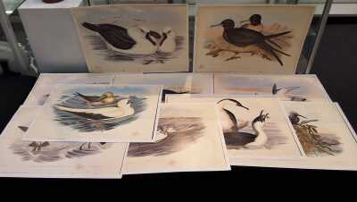 Goulds Seabirds