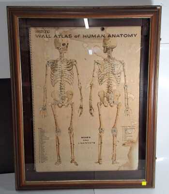 Anatomy Frame