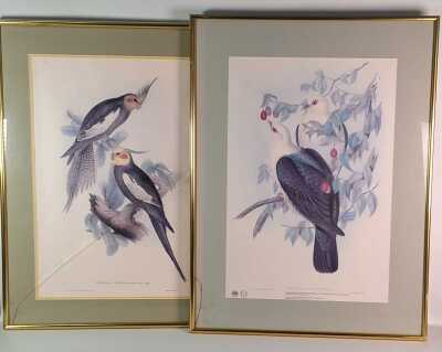 Bird Prints