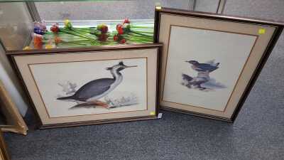 Bird Prints