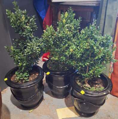 Potted Boxwoods