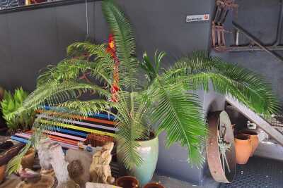 Palm Tree