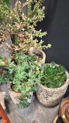 Crucible Pots