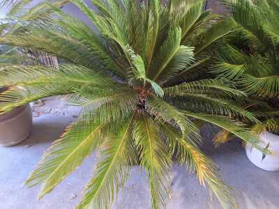 Cycad
