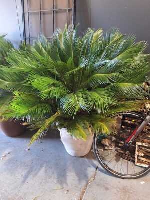 Potted Cycad